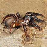 Stasimopus coronatus female